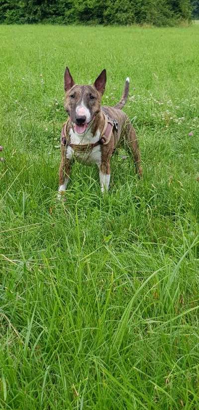 Miniatur Bull Terrier-Beitrag-Bild