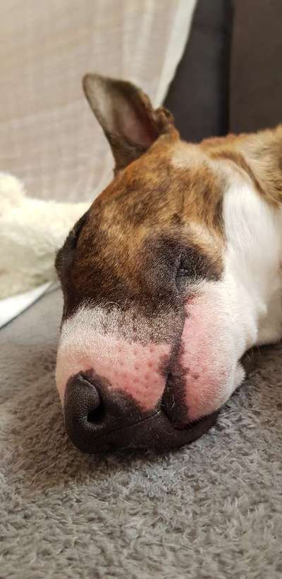 Miniatur Bull Terrier-Beitrag-Bild