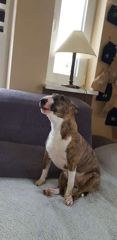 Miniatur Bull Terrier-Beitrag-Bild