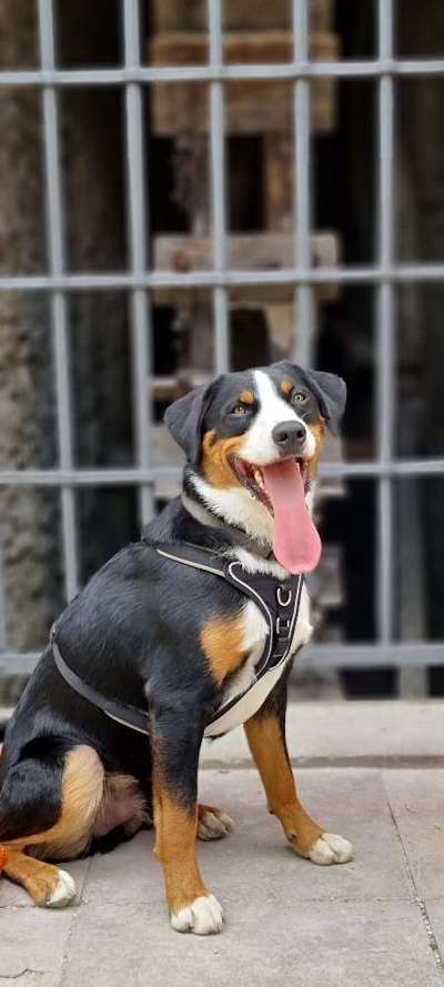 Appenzeller Sennenhunde-Beitrag-Bild