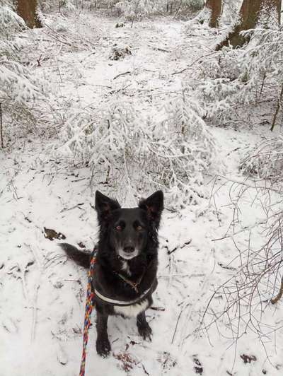 Dogorama Photo Challenge - Märchenwald-Beitrag-Bild