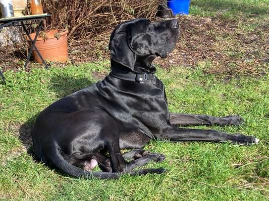 Deutsche Doggen Besitzer zeigt euch-Beitrag-Bild