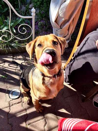 Schäferhund-Beitrag-Bild