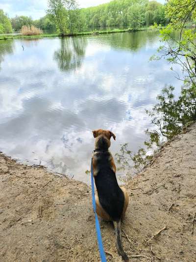 Dogorama-Monats-Challenge-Mai "Wasser"-Beitrag-Bild