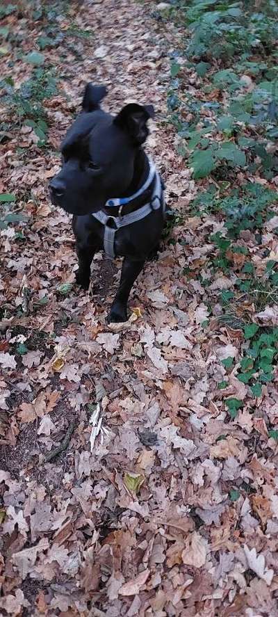 American Staffordshire Terrier 
Wo seit Ihr?-Beitrag-Bild