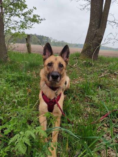 Hundetreffen-Spiel und Trainingspartner gesucht-Bild