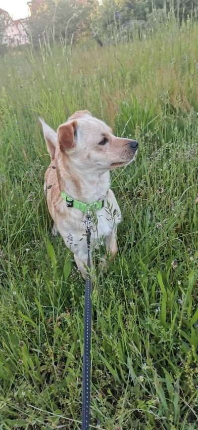 Die Dogorama Monats Challenge "Es grünt und blüht"-Beitrag-Bild