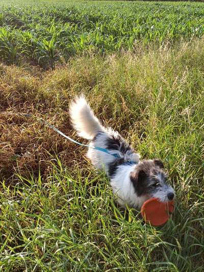Hundetreffen-Spiel und Tobetreff-Bild