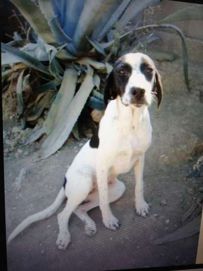 TierschutzhundeStammtisch🐕-Beitrag-Bild