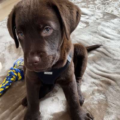 Hundetreffen-Welpen Spielstunde