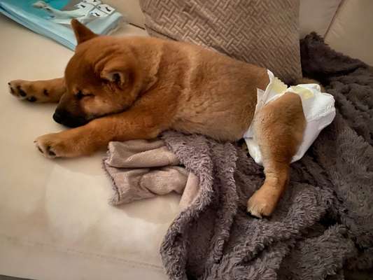 Welpen Bilder !-Beitrag-Bild