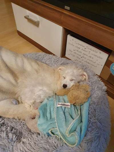 Körbchen / Hundebett-Beitrag-Bild