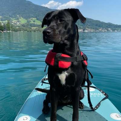 Hundetreffen-Suche hundeerfahrene Betreuung für meine 5-jährige Labrador-Mischlingshündin am Wochenende-Bild