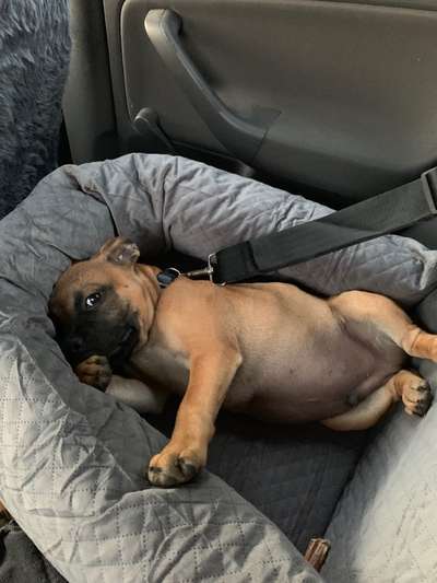 Die Dogorama Wochen Challenge-Beitrag-Bild