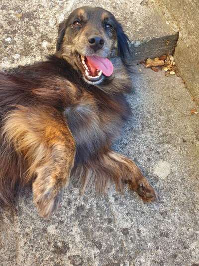 eure Spitznamen für die Vierbeiner-Beitrag-Bild