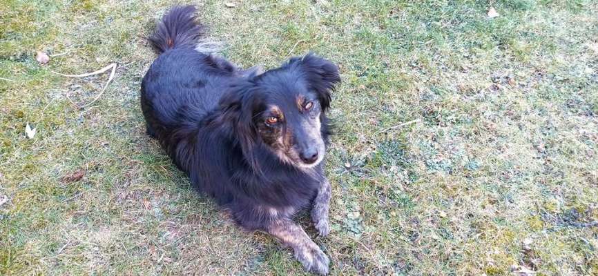 Auslandstierschutz-Beitrag-Bild