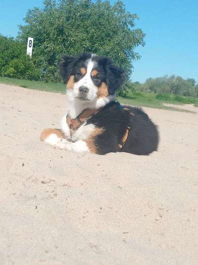 Challenge 41 - Mein Hund im Urlaub-Beitrag-Bild