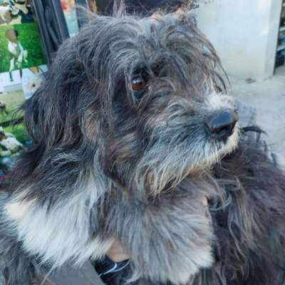 Gibts hier Mioritic Besitzer?-Beitrag-Bild