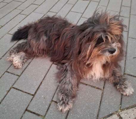 Hund abgegeben, weil Urlaub anstand? Leider kein Witz 😳-Beitrag-Bild