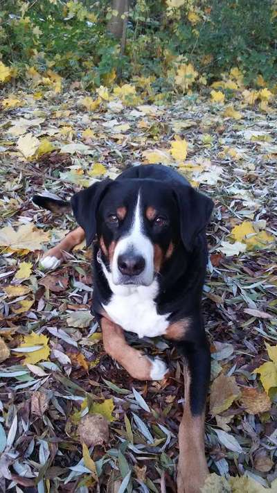 Unsere Fellnasen im Regenbogenland-Beitrag-Bild