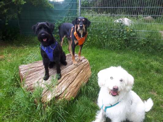 Die Dogorama Kalender Challenge Titelbild-Beitrag-Bild