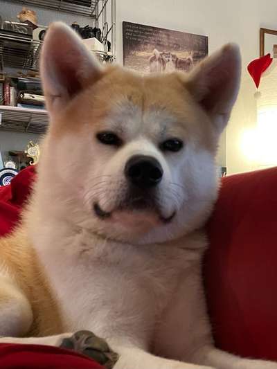 Dogorama Photo Challenge - Einmal lächeln bitte-Beitrag-Bild