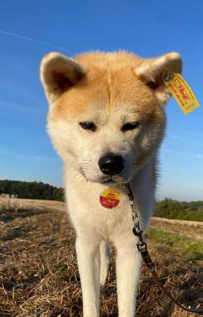 Shiba - Eltern-Beitrag-Bild