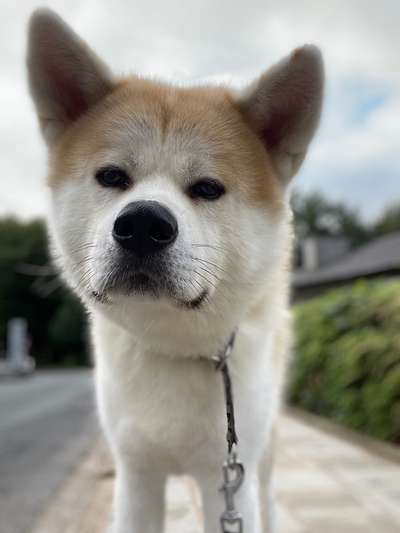 Akita Inu/American Akita (Mix) halter.-Beitrag-Bild