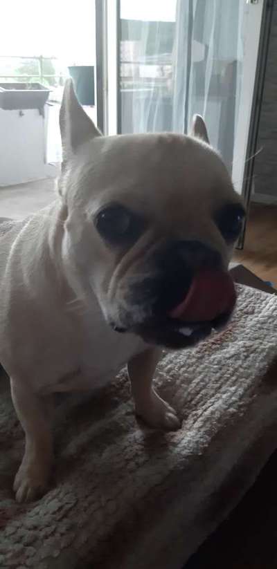 Französische Bulldoggen-Beitrag-Bild