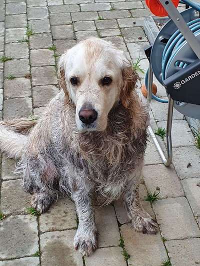 Wo sind die Golden Retriever Liebhaber?-Beitrag-Bild