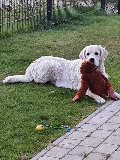 Wo sind die Golden Retriever Liebhaber?-Beitrag-Bild