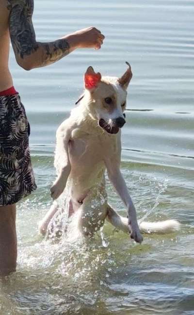 Die Dogorama Wochen Challenge-Beitrag-Bild