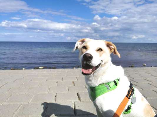 Dein Hund im Dogorama-Kalender 2021-Beitrag-Bild