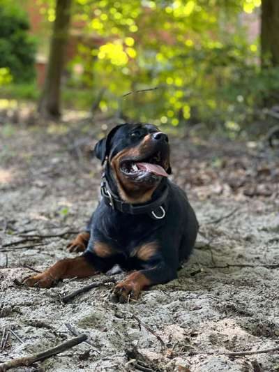 Hundetreffen-Hundetreffen-Bild