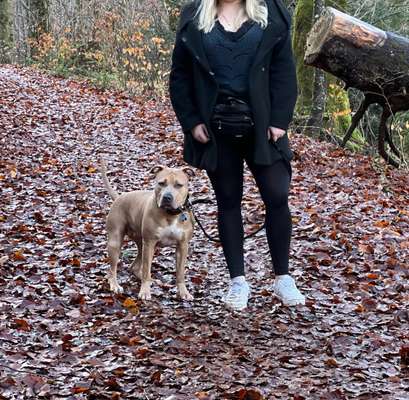 Listenhund/Kampfhund-Beitrag-Bild