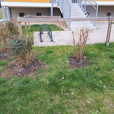 Giftköder-Blaukorn-Bild