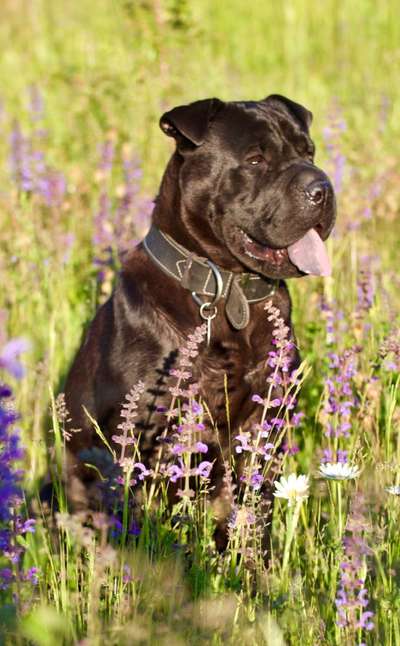 Shar Pei Mischlinge-Beitrag-Bild