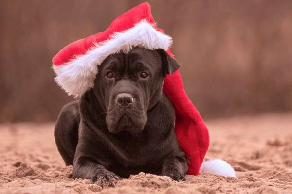 It's beginning to look a lot like.....-Beitrag-Bild