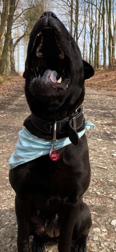 Dogorama Photo Challenge - Einmal lächeln bitte-Beitrag-Bild