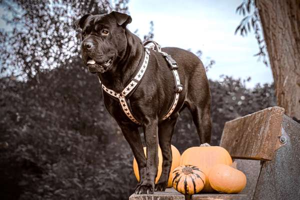 Hundegeschirr-Beitrag-Bild