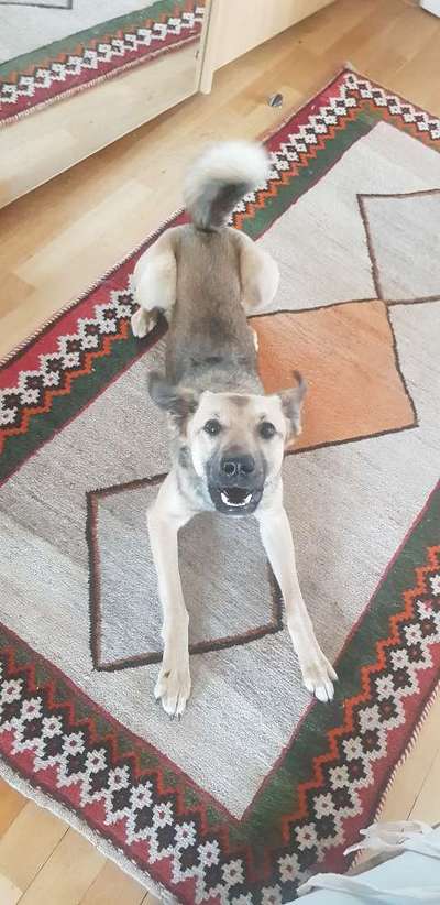 Die Dogorama Wochen Challenge-Beitrag-Bild