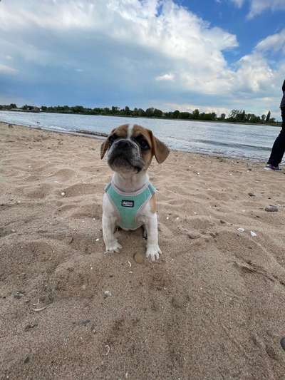 Dogorama-Monats-Challenge-Mai "Wasser"-Beitrag-Bild