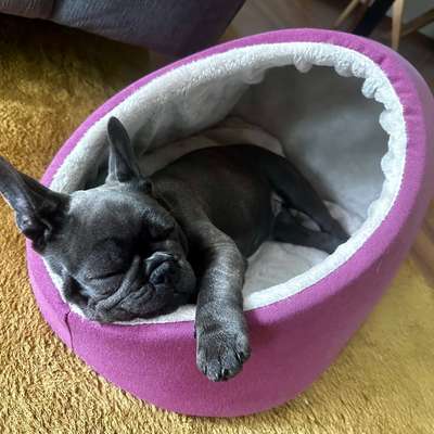 Hundehöhle Kudde oder Ähnliches?-Beitrag-Bild
