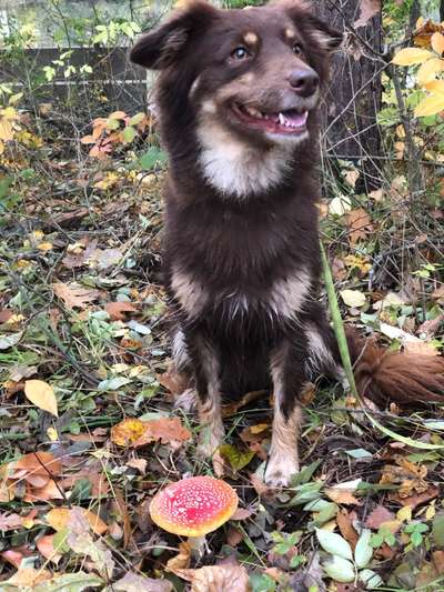 Fotochallenge Nr 55  -  Hund im November--Beitrag-Bild