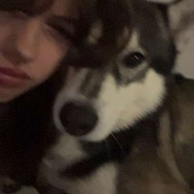 Hundetreffen-Gassi- und Spielgefährten gesucht