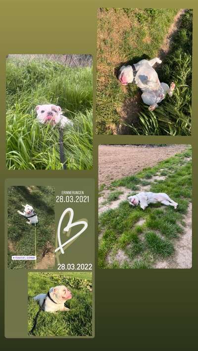 39. Collagen Challenge - Dein Hund auf einer Wiese-Beitrag-Bild