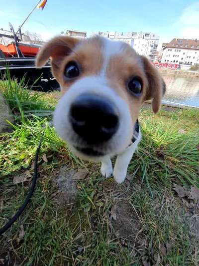 Wo sind die Jack und Parson Russell Terrier?-Beitrag-Bild