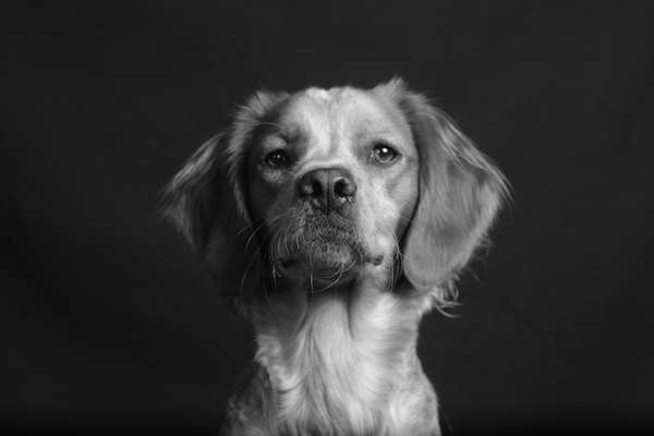 Fotochallange Nr. 57     PORTRÄT.   Beendet!!!!!!!!-Beitrag-Bild