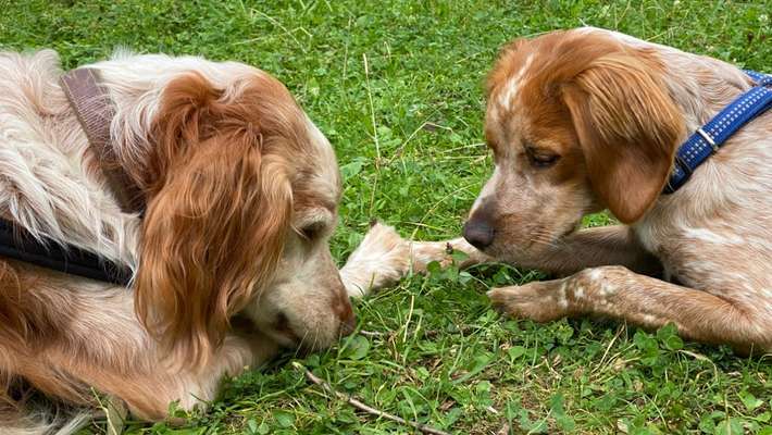 Epagneul Breton-Beitrag-Bild