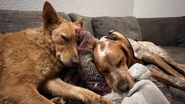 TierschutzhundeStammtisch🐕-Beitrag-Bild